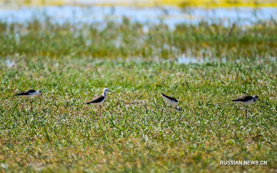 Перелетные птицы на Ордосских водно-болотных угодьях
