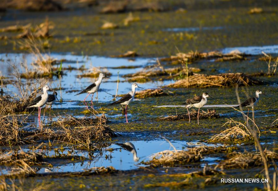 Перелетные птицы на Ордосских водно-болотных угодьях