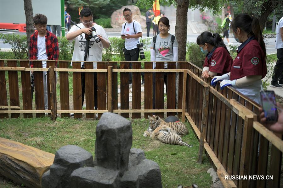 Международный день тигра в питомнике Хэндаохэцзы