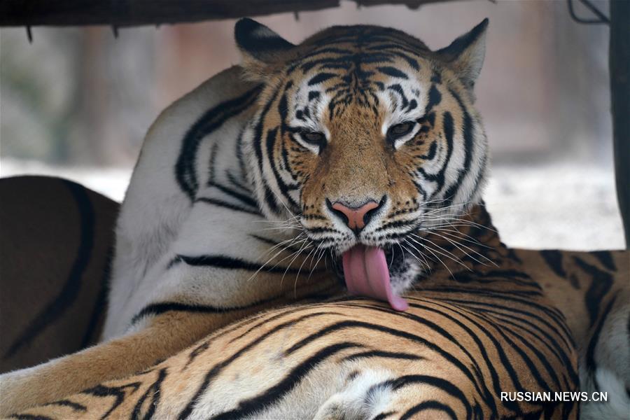 Международный день тигра в питомнике Хэндаохэцзы