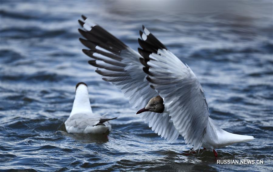 Чайки на реке Шалюхэ