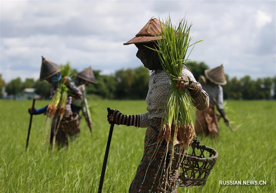 Летние полевые работы крестьян в Мьянме