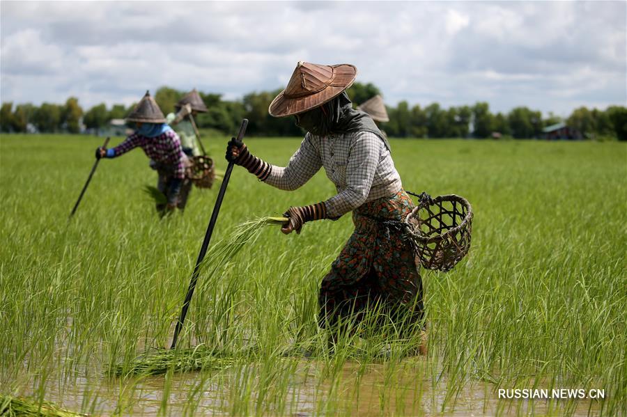 Летние полевые работы крестьян в Мьянме