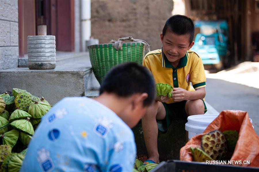 Сбор семян лотоса в провинции Фуцзянь