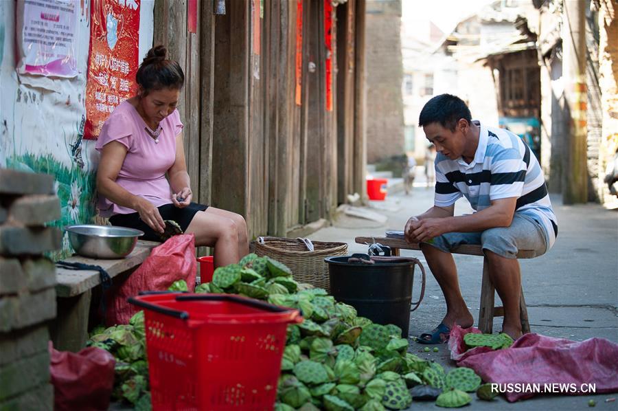 Сбор семян лотоса в провинции Фуцзянь