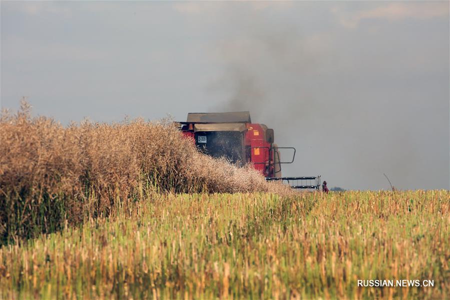 Урожай сельхозкультур в Беларуси в этом году ожидается выше прошлогоднего