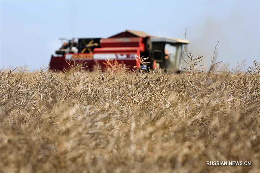 Урожай сельхозкультур в Беларуси в этом году ожидается выше прошлогоднего