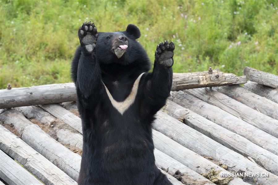 Черные уссурийские медведи на острове посреди Амура