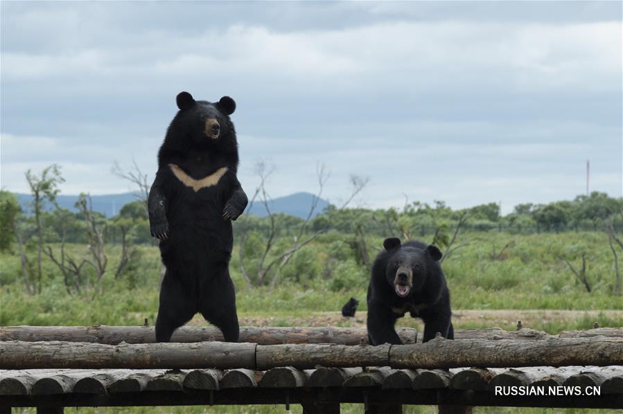 Черные уссурийские медведи на острове посреди Амура