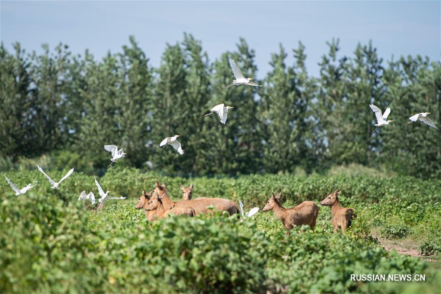 Центр спасения и реабилитации оленей и птиц на озере Дунтинху