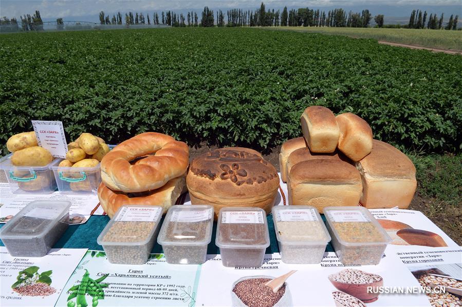 В период пандемии Кыргызстан усиленно развивает сельское хозяйство