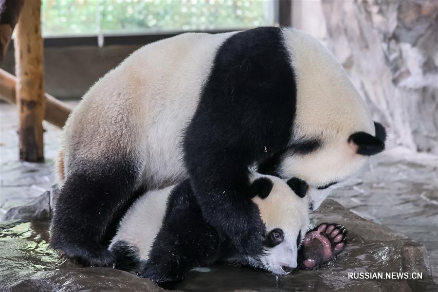 Малыш-панда из Шанхая ждет имени