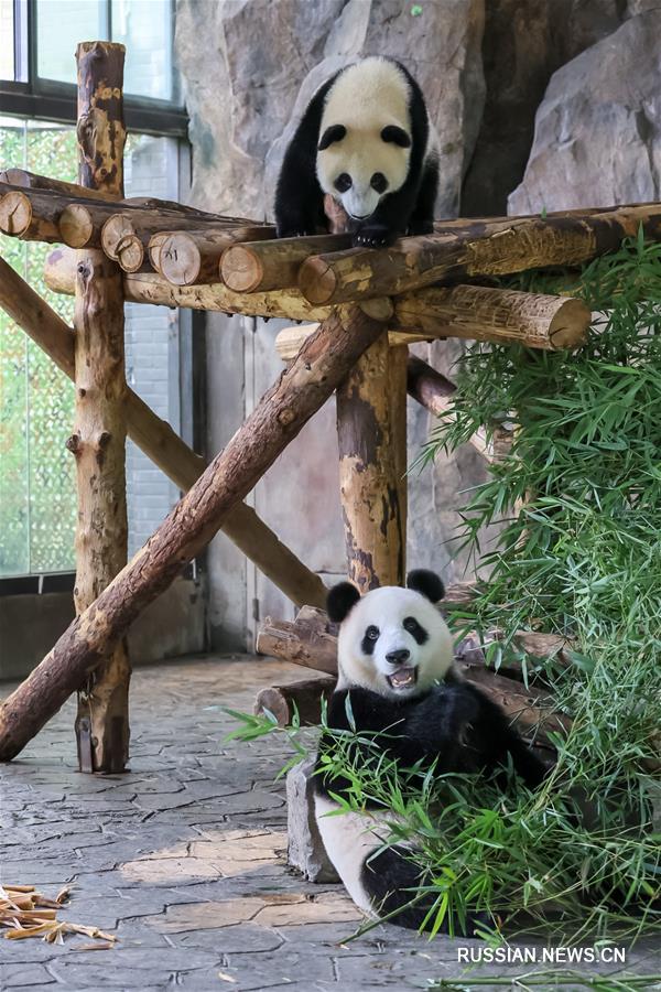 Малыш-панда из Шанхая ждет имени