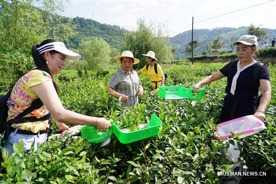 Продление чайного сезона в провинции Шэньси приносит благосостояние местным фермерам