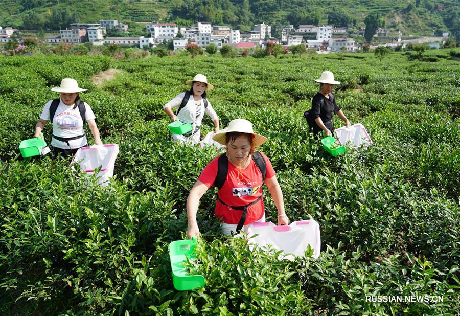 Продление чайного сезона в провинции Шэньси приносит благосостояние местным фермерам