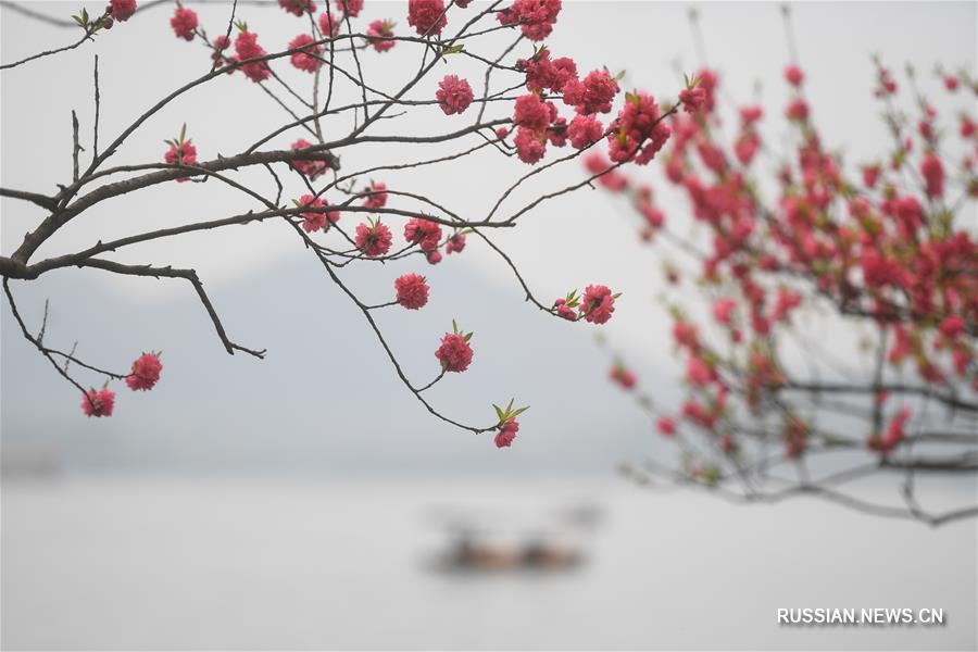 Четыре времени года на озере Сиху: весна