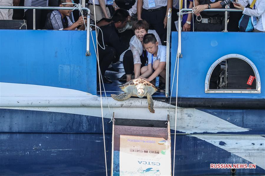 В Южно-Китайское море выпущены 99 спасенных морских черепах