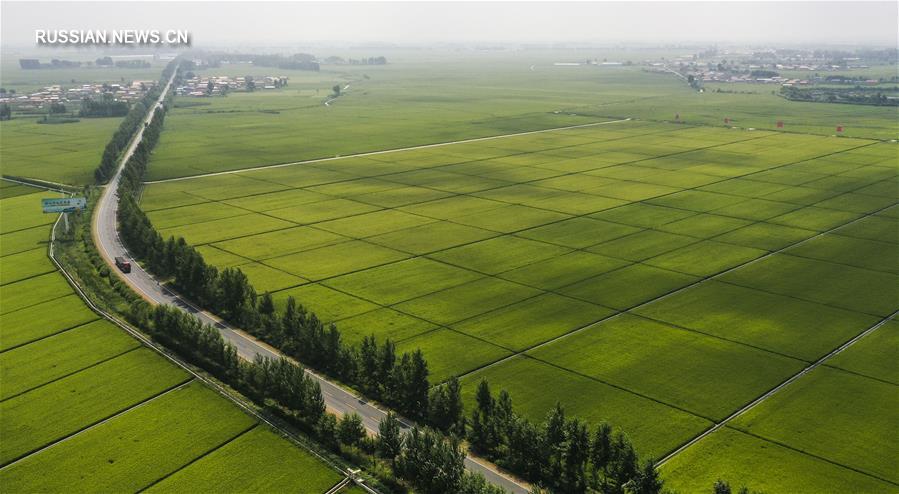 В уезде Юнцзи зреет высококачественный поливной рис
