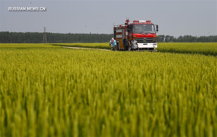 В уезде Юнцзи зреет высококачественный поливной рис