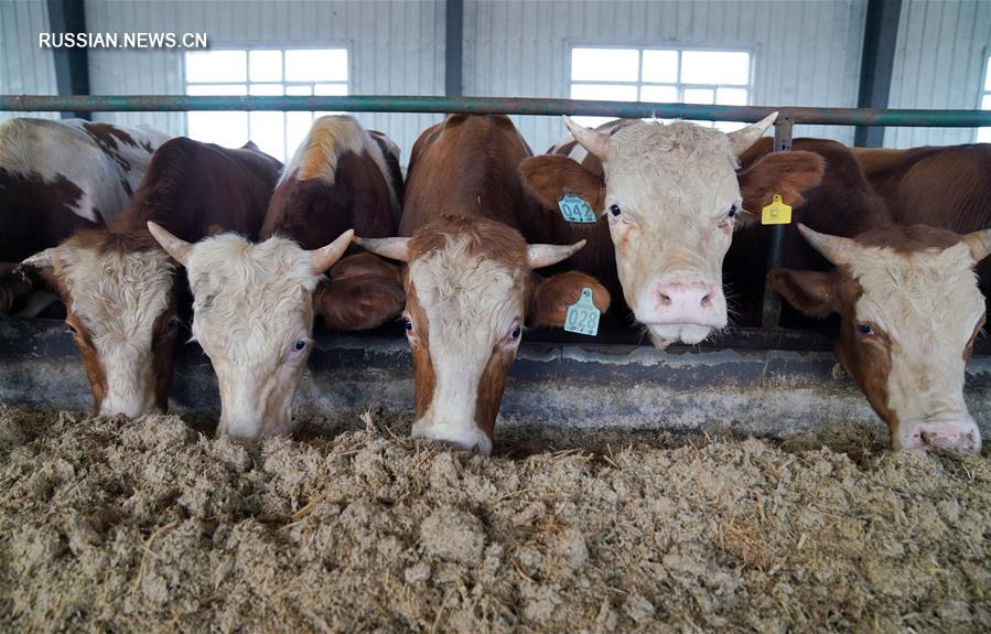 Мясное скотоводство обеспечило рост доходов бедных семей в Дуннине 