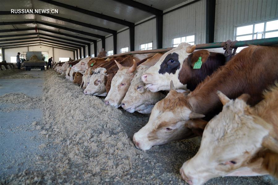 Мясное скотоводство обеспечило рост доходов бедных семей в Дуннине 