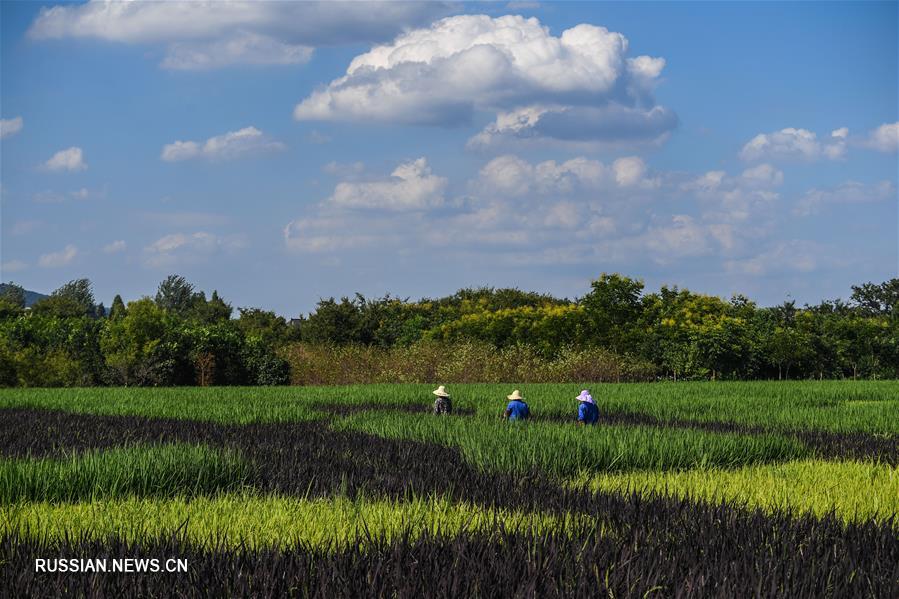 "Художественные рисовые поля" в деревне Хунци