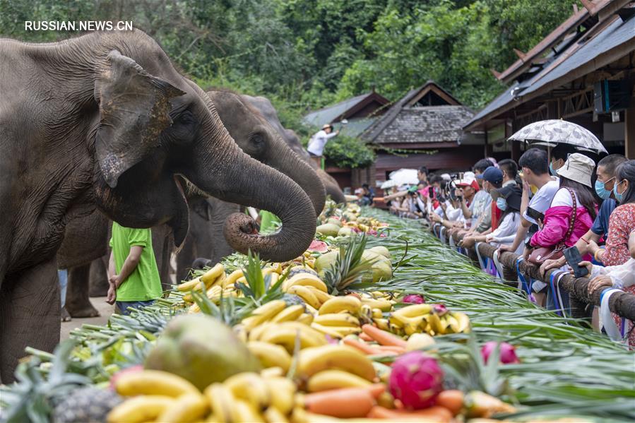 Праздничный банкет для азиатских слонов в Сишуанбаньна