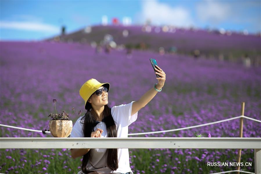 В Гуйяне море фиолетовых цветов привлекает туристов