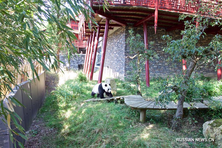 Недавно родившийся в Нидерландах детеныш панды назван "Фаньсин"
