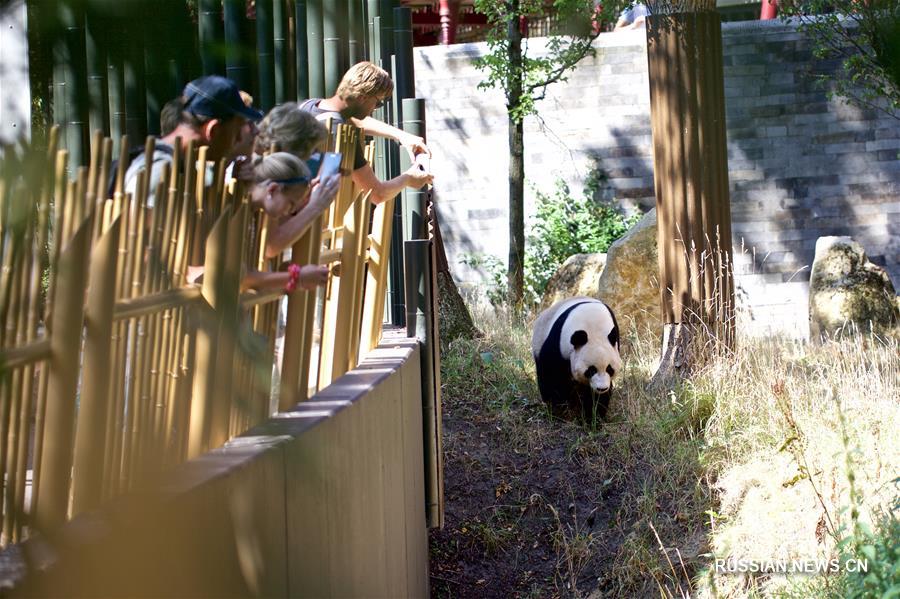 Недавно родившийся в Нидерландах детеныш панды назван "Фаньсин"