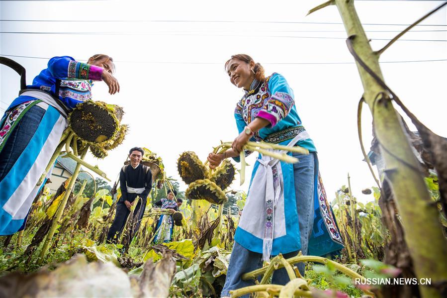 Уборка осеннего урожая в горной деревне уезда Хэчжан