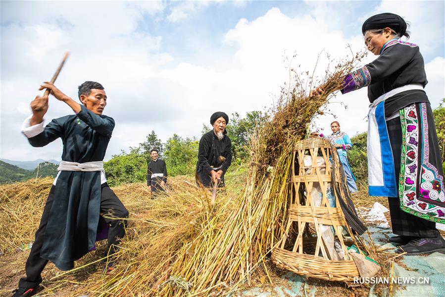Уборка осеннего урожая в горной деревне уезда Хэчжан