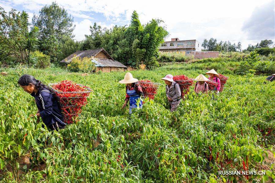 Фермеры из провинции Гуйчжоу собирают урожай жгучего перца