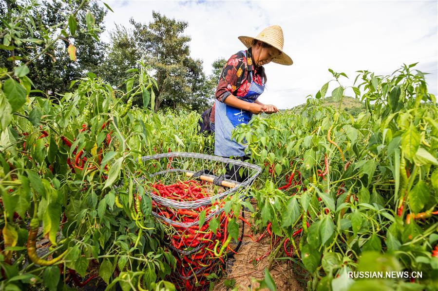 Фермеры из провинции Гуйчжоу собирают урожай жгучего перца
