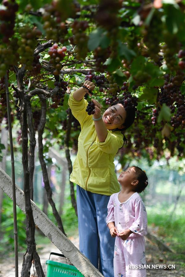 Богатый урожай винограда зовет туристов в гости в Хучжоу 