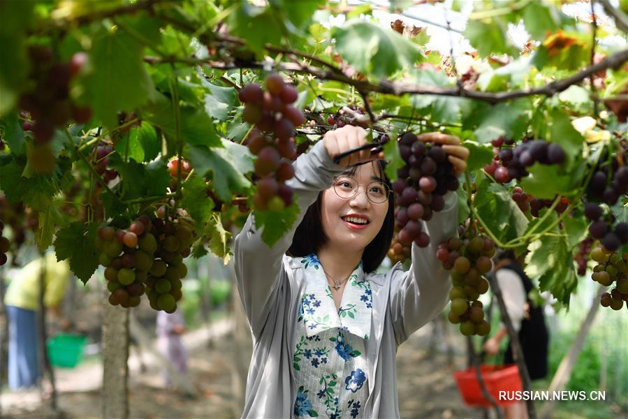 Богатый урожай винограда зовет туристов в гости в Хучжоу 