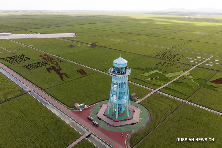 Картины на рисовых полях в городе Фуцзинь на северо-востоке Китая 