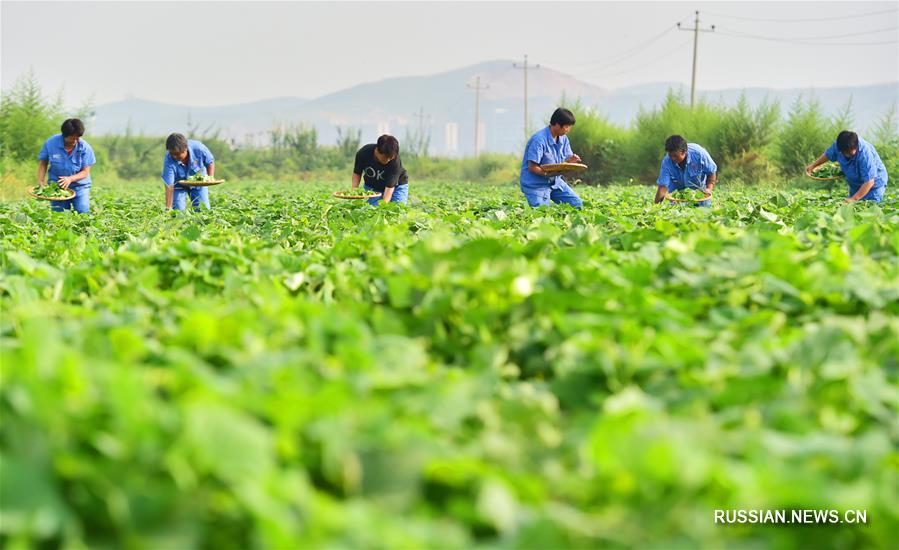 Чай из листьев батата приносит доход фермерам из провинции Хэбэй