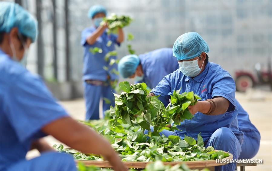 Чай из листьев батата приносит доход фермерам из провинции Хэбэй