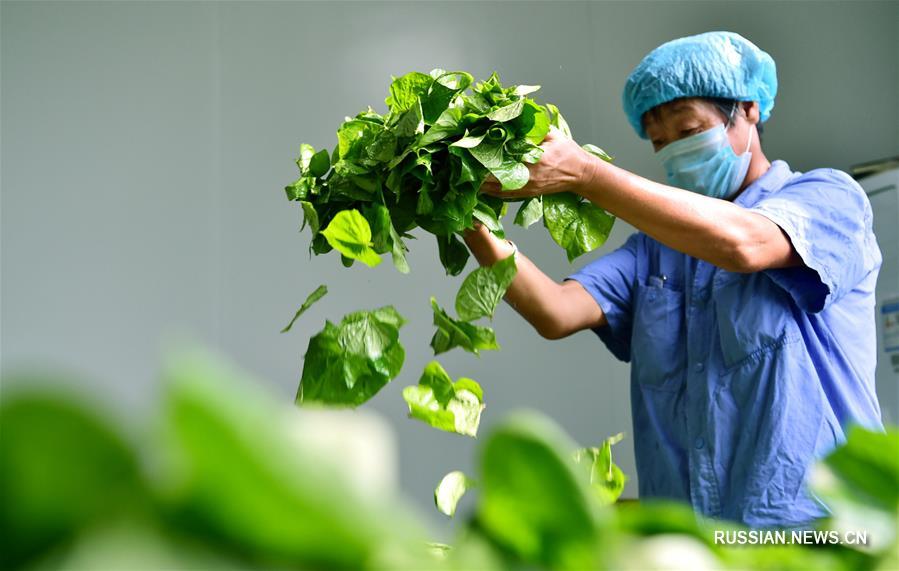 Чай из листьев батата приносит доход фермерам из провинции Хэбэй