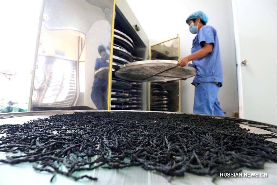 Чай из листьев батата приносит доход фермерам из провинции Хэбэй