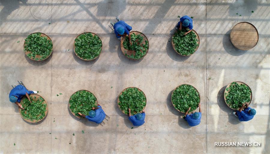 Чай из листьев батата приносит доход фермерам из провинции Хэбэй