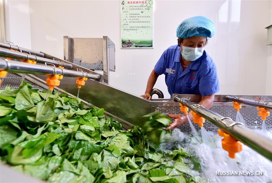 Чай из листьев батата приносит доход фермерам из провинции Хэбэй