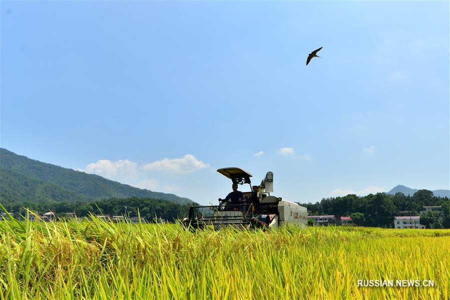 Уборка урожая риса в уезде Шуанфэн провинции Хунань 