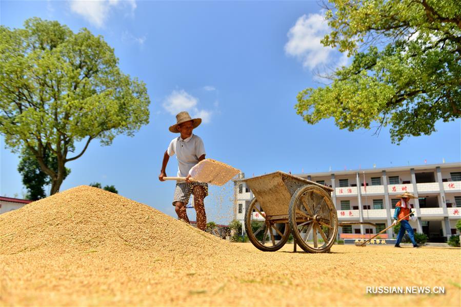 Уборка урожая риса в уезде Шуанфэн провинции Хунань 