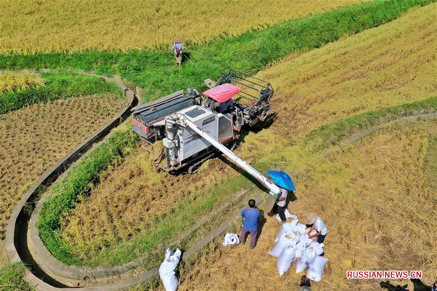 В провинции Гуйчжоу продолжается уборка риса 