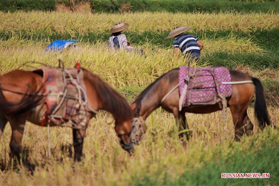 В провинции Гуйчжоу продолжается уборка риса 