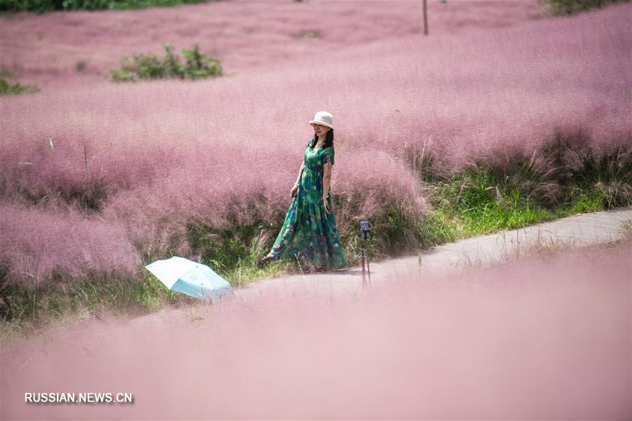 "Розовое море" мюленбергии в парке Шэньцюаньгу