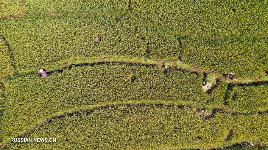 Террасные поля с заливным рисом в уезде Пугэ