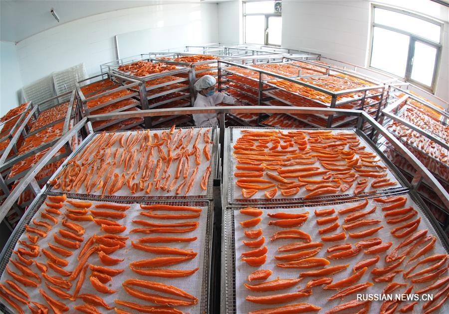 Выращивание батата в провинции Хэбэй